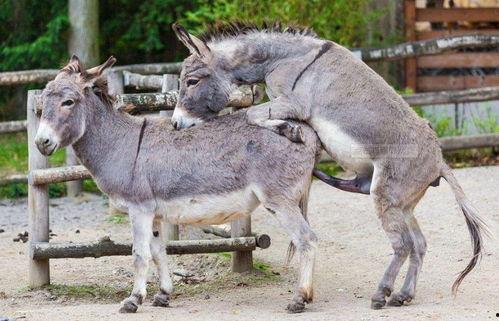 驴配驴视频,一场奇妙的动物爱情故事