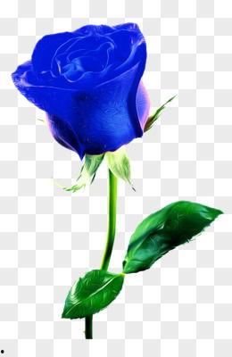 蓝玫瑰免费观看,免费观看的奇幻之旅